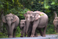 Gajah Liar Serang Turis hingga Tewas di Taman Nasional Khao Yai Thailand