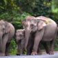 Gajah Liar Serang Turis hingga Tewas di Taman Nasional Khao Yai Thailand