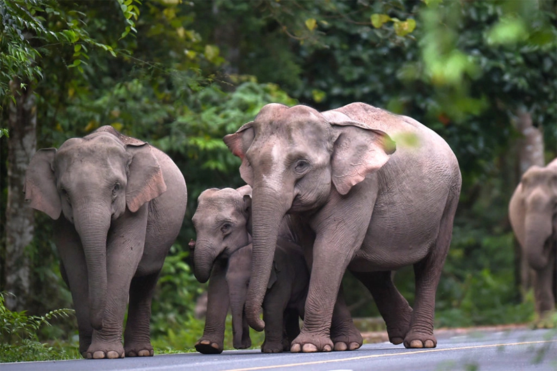 Gajah Liar Serang Turis hingga Tewas di Taman Nasional Khao Yai Thailand