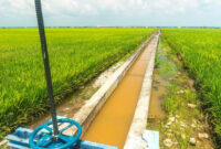 Ilustrasi Irigasi Sawah (Freepik)