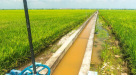 Ilustrasi Irigasi Sawah (Freepik)