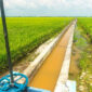 Ilustrasi Irigasi Sawah (Freepik)