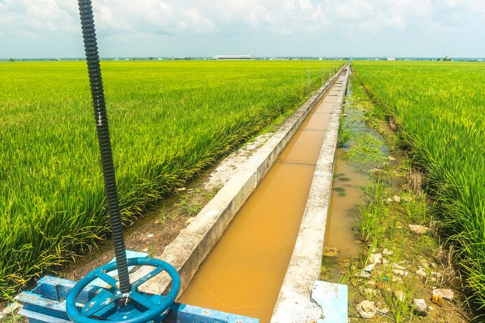 Ilustrasi Irigasi Sawah (Freepik)